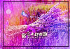 （离婚夜,我被前夫缠上了）全文免费阅读_（傅言安苏薇）最新章节小说免费阅