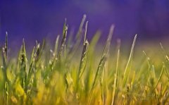 无以解忧小说（宁琪陆昂芝芝小说全文免费阅读）全文免费阅读无弹窗大结局